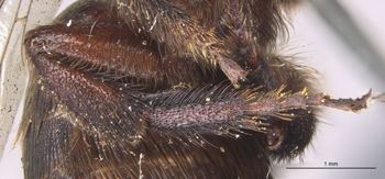 Media type: image;   Entomology 540 Aspect: Leg hind